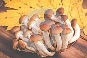 Autumn mushrooms - agrocybe aegerita