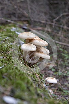 Autumn mushrooms (Armillariella mellea) in the forest