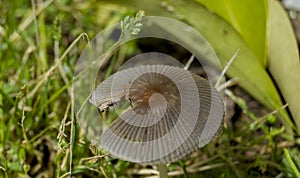 Autumn with mushrooms in the field