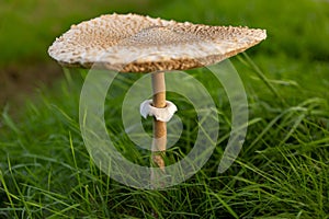 Autumn mushrooms in green grass