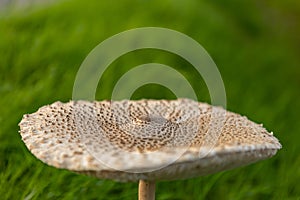 Autumn mushrooms in green grass