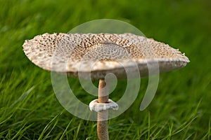 Autumn mushrooms in green grass