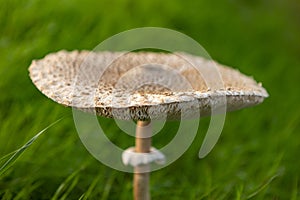 Autumn mushrooms in green grass