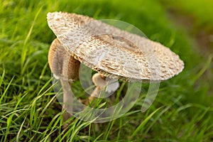 Autumn mushrooms in green grass