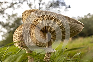 Autumn mushrooms in green grass