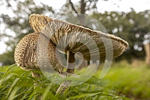 Autumn mushrooms in green grass