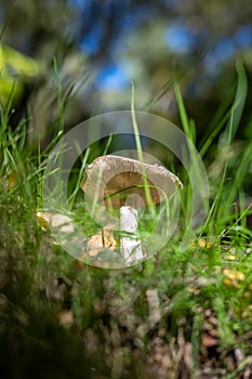Autumn mushrooms growing in a beech forest