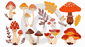 The autumn mushrooms set. Edible fungi. Gilled agarics, Lactarius resimus, chanterelle, and russula. Nature's food