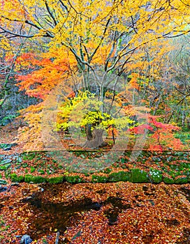 Autumn at Naejangsan Nationnal Park,South Korea