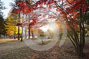 Autumn in Namiseom Island, South Korea