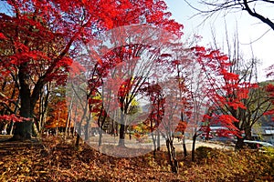 Autumn in Namiseom Island, South Korea
