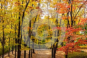 Autumn of Namsan Tower in Seoul,South Korea