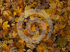 Autumn natural background of golden, yellow and red maple leaves top view.