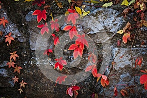 Autumn natural background red clamberer leaves on rock photo