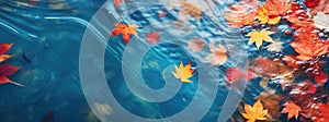 Autumn natural background, web banner. Top view of autumn bright yellow orange red fallen maple leaves in blue water. Autumn mood