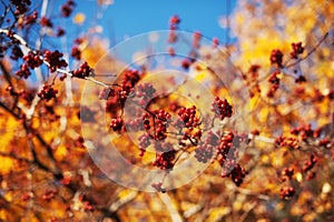 Autumn natural background with yellow and leaves and red berries in sunlight.