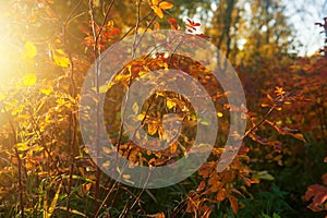 Autumn natural background with yellow and red leaves in the sunlight.