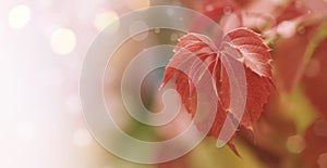 Autumn natural bokeh background with red leaves, fall landscape, banner with place for text