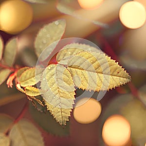 Autumn natural bokeh background with yellow leaves and golden sun lights, fall nature landscape