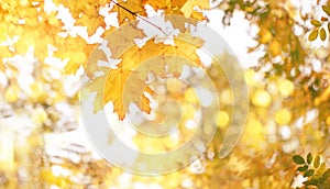 Autumn natural bokeh background with yellow leaves and golden sun lights, fall nature landscape