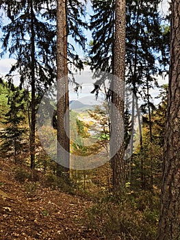 Autumn natural fir forest in Rheinland Pfalz