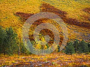 Autumn natural graphic background. Color landscape. Orange grass, yellow and green trees