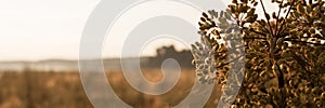 autumn natural landscape of golden brown dry withered grass straw and umbrella weed plant with seeds in background light of the ho