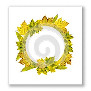 Autumn natural, living wreath with yellow maple and willow leaves. Bright autumn wreath frame. Blank template invitation