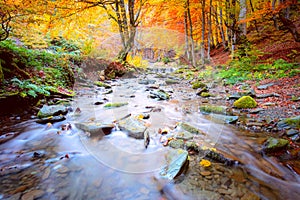 Autumn in natural park - vibrantl forest trees and fast river with stones