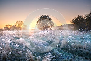 Autumn nature. Autumn nature. Meadow covered by hoarfrost early in the morning.