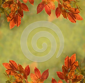 Autumn nature background