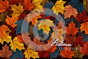 Autumn nature background with colorful leaves.