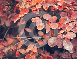Autumn nature background with colorful leaves on branch. Soft focus