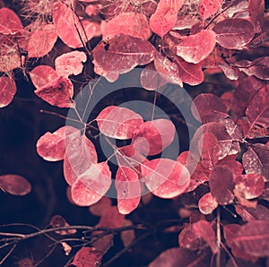 Autumn nature background with colorful leaves on branch. Soft focus