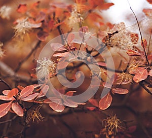 Autumn nature background with colorful leaves on branch. Soft focus