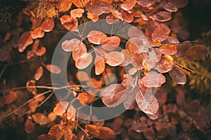 Autumn nature background with colorful leaves on branch. Soft focus