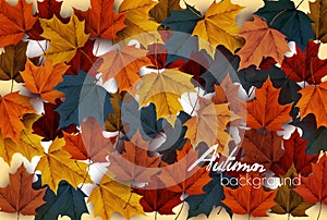 Autumn nature background with colorful leaves. Vector