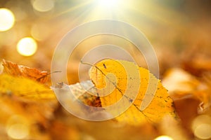 Autumn nature background. Fall abstract autumnal background