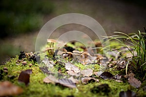 Autumn nature background with green moos