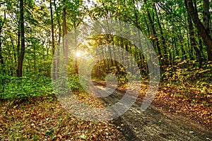 Autumn nature background. Path through forest. Green, Red and yellow foliage. Scenic nature