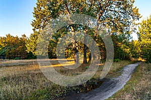 Autumn nature background. Path through forest. Green, Red and yellow foliage. Scenic nature