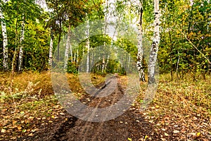 Autumn nature background. Path through forest. Green, Red and yellow foliage. Scenic nature