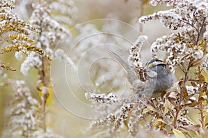 Autumn nature background - White-throated sparrow bird