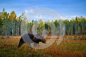 Autumn nature. Bear wide angle lens in yellow forest. Fall trees with bear, mirror reflection. Beautiful brown bear walking around