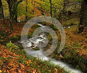 Autumn nature colors on a rainy morning in Peneda Geres National Park, Portugal