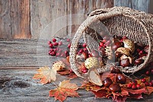 Autumn nature concept. Dogberry, leaves in a basket, pumpkins an fall seeds on a wooden table