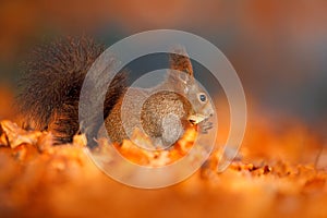 Autumn in nature. Cute red squirrel with long pointed ears eats a nut in autumn orange scene with nice deciduous forest in the bac photo