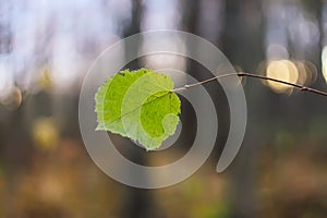 Autumn nature detail. Green leaf on bare tree branch