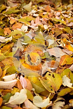 Autumn nature detail of many dry leaves on the ground in warm autumnal colors as a natural outdoors fall season