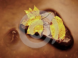 Autumn nature. Detail of rotten orange red maple leaf. Fall leaf lay on dark stone in blurred mirror